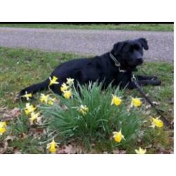 Kruising Labrador x rottweiler