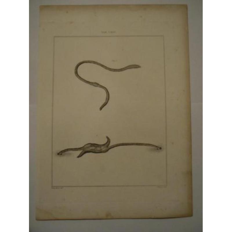 12 grote kopergravures Hunterian, 1823 skelet vlieg