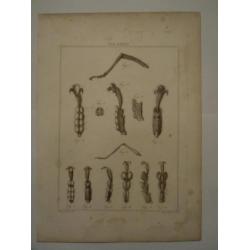 12 grote kopergravures Hunterian, 1823 skelet vlieg