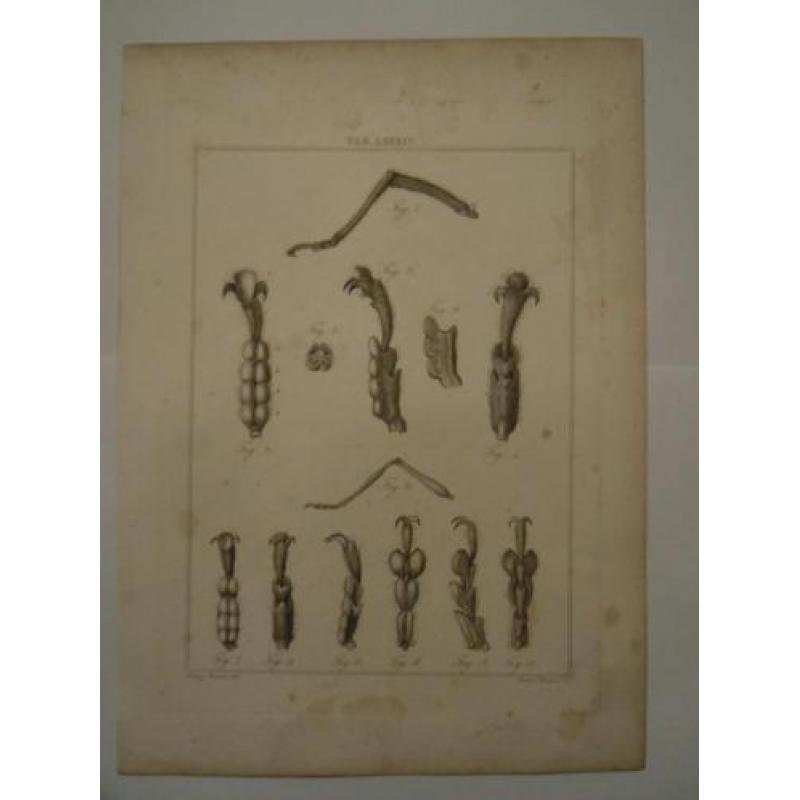 12 grote kopergravures Hunterian, 1823 skelet vlieg