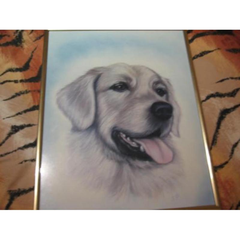 prachtige tekening van de Golden Retriever 35/28 cm