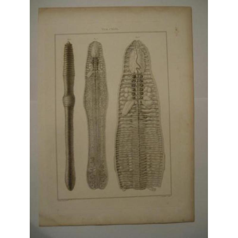 12 grote kopergravures Hunterian, 1823 skelet vlieg