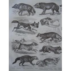 zoologie plaat van kleine roofdieren 1870 wolf marter otter