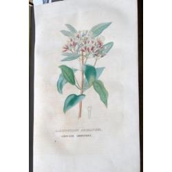 Antiek boek met oude platen vissen planten vogels 1853