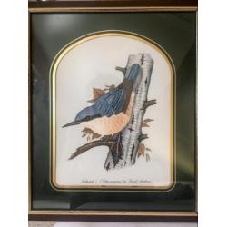 Twee prachtige lithos Jong Thush en Nuthatch