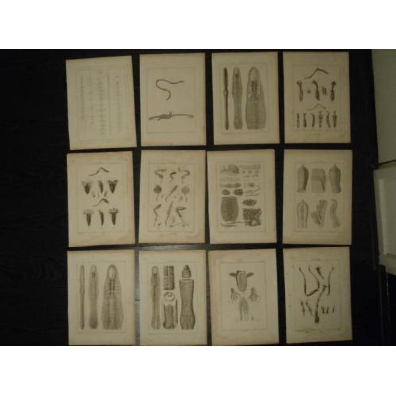 12 grote kopergravures Hunterian, 1823 skelet vlieg