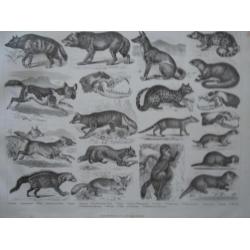 zoologie plaat van kleine roofdieren 1870 wolf marter otter