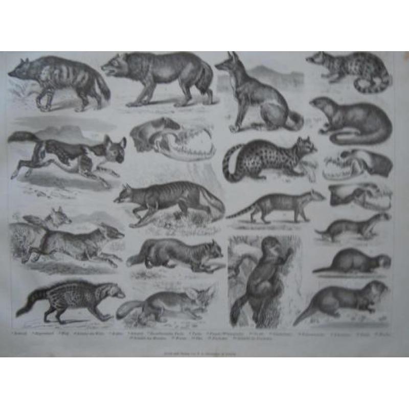 zoologie plaat van kleine roofdieren 1870 wolf marter otter