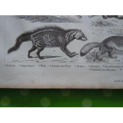 zoologie plaat van kleine roofdieren 1870 wolf marter otter