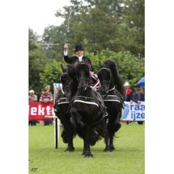 Kwaliteisvolle Friese paarden te koop