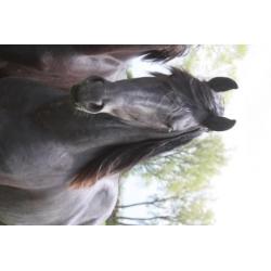 Kwaliteisvolle Friese paarden te koop