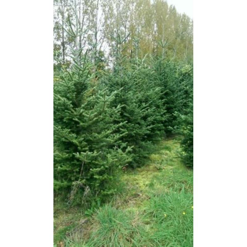 kerstbomen veld moet leeg